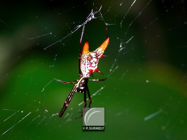 Epeire
Mots-clés: Faune;insecte;Guyane;Amrique;araigne;peire