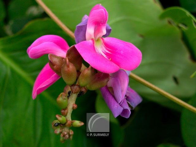 Fleur
Mots-clés: flore;fleur;Guyane