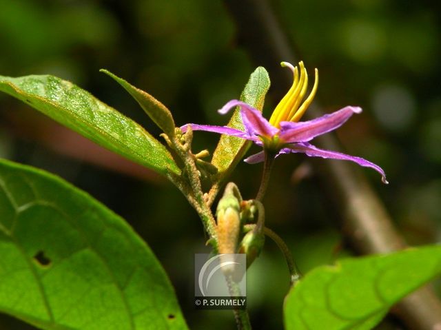 Fleur
Mots-clés: flore;fleur;Guyane