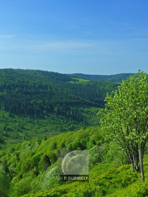 Grardmer
Mots-clés: France;Europe;Vosges;Grardmer