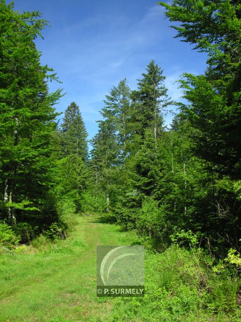 Grardmer
Mots-clés: France;Europe;Vosges;Grardmer