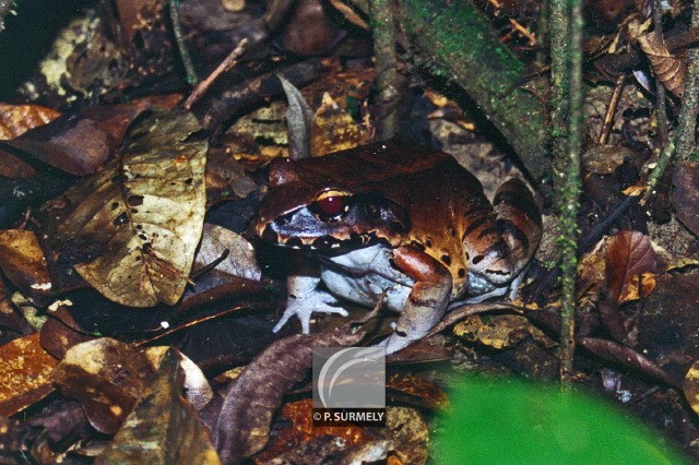 Grenouille
Mots-clés: faune;Guyane;Amrique;animal;batracien;grenouille