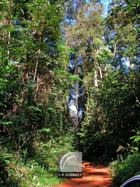 Prs de la cascade du Grillon
Mots-clés: Guyane;Amrique;fort;piste