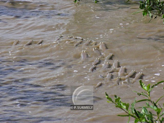 Gros-Yeux
Mots-clés: Faune;Guyane;Amrique;animal;poisson