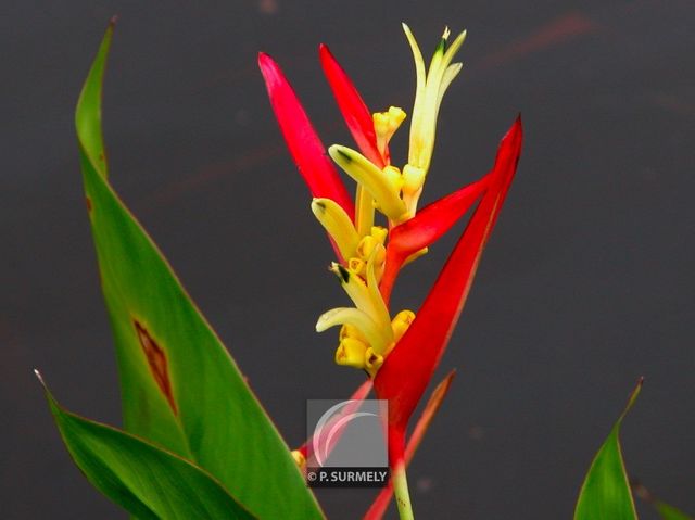 Hliconia
Mots-clés: flore;fleur;Guyane;hliconia