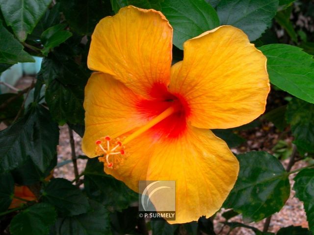 Hibiscus jaune
Mots-clés: flore;fleur;Guyane;hibiscus