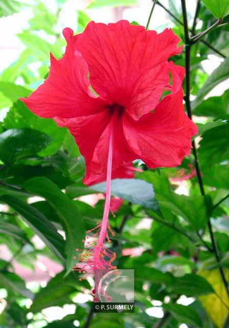 Hibiscus
Mots-clés: flore;fleur;Guyane;hibiscus