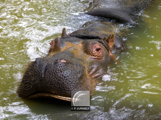 Hippopotame
Mots-clés: faune;