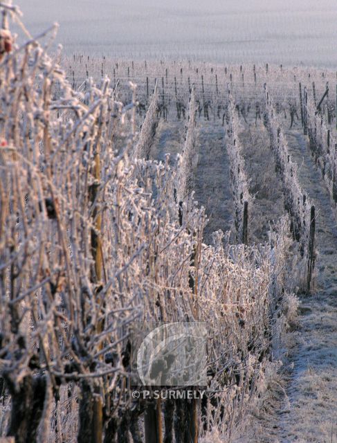 Hunawihr
Mots-clés: France;Europe;Alsace;Hunawihr;neige;vigne;vignoble