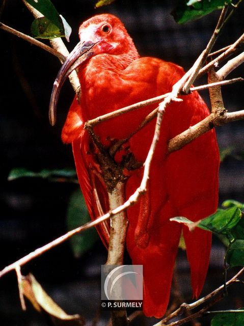 Ibis rouge
Mots-clés: faune;oiseau;ibis;chassier;Guyane