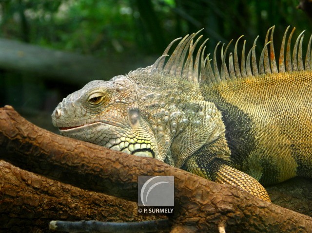 Iguane
Mots-clés: Faune;reptile;lzard;iguane;Guyane