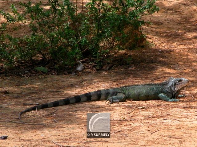 Iguane
Mots-clés: Faune;reptile;lzard;iguane;Guyane