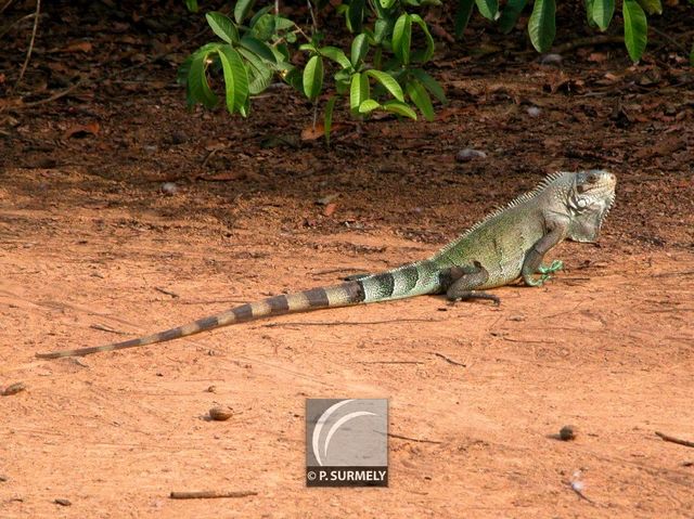 Iguane
Mots-clés: Faune;reptile;lzard;iguane;Guyane