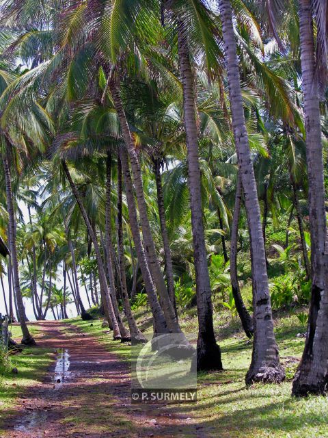 Ile Royale
Mots-clés: Guyane;Amrique;Kourou;le