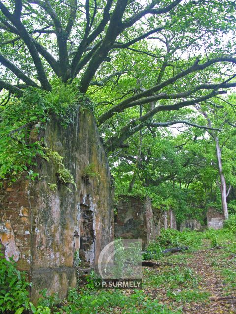 Iles du Salut
La vgtation reprend ses droits
Mots-clés: Guyane;Amrique;Kourou;Iles du Salut;bagne