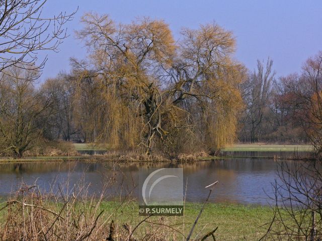 Illwald
Mots-clés: France;Europe;Alsace;Slestat;Illwald;rserve