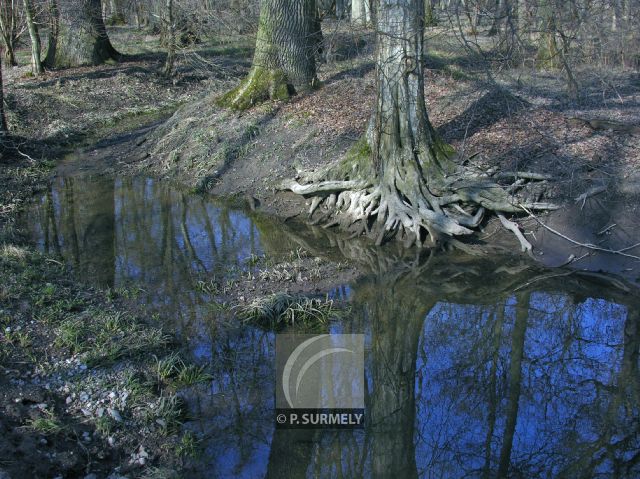 Illwald
Mots-clés: France;Europe;Alsace;Slestat;Illwald;rserve