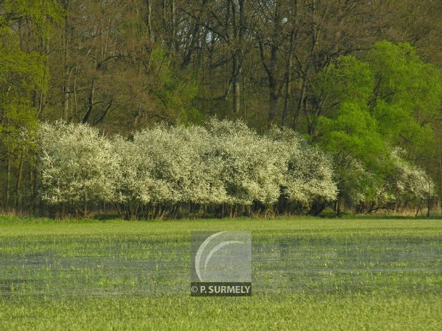 Illwald
Mots-clés: France;Europe;Alsace;Slestat;Illwald;rserve