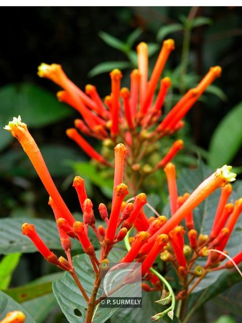 Isertia coccinea
Mots-clés: flore;fleur;Guyane;isertia