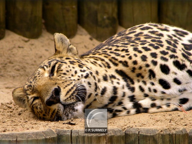 Jaguar
Mots-clés: faune;