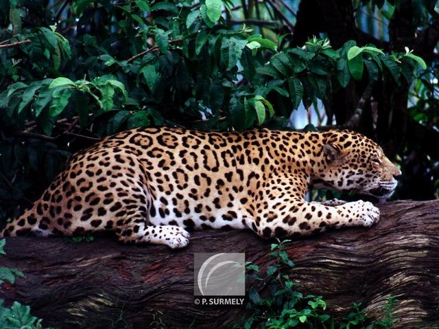 Jaguar
Mots-clés: faune;
