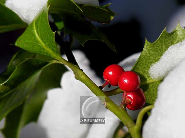 Houx
Mots-clés: flore;fruit;houx;baie