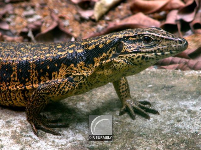 Lzard
Mots-clés: Faune;reptile;lzard;Guyane