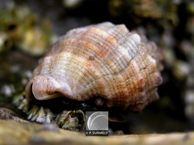 Bernard-L'hermitte
Mots-clés: Faune;Guyane;Amrique;animal;coquillage