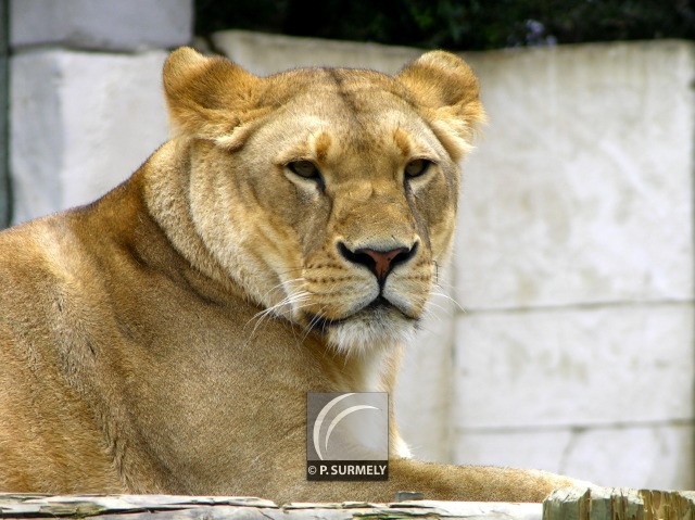 Lionne
Mots-clés: faune;