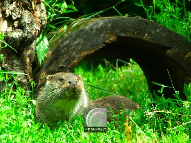 Loutre
Mots-clés: faune;