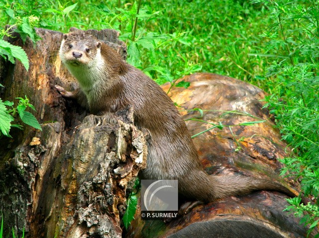 Loutre
Mots-clés: faune;