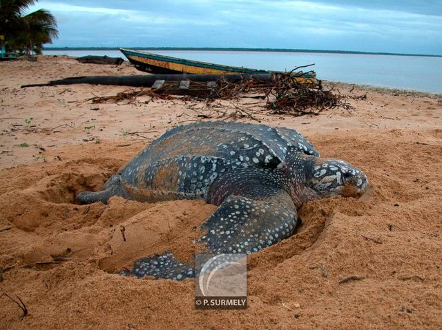 Tortue luth
Ponte sur la plage d'Awala-Yalimapo
Mots-clés: Faune;reptile;tortue;luth;Guyane