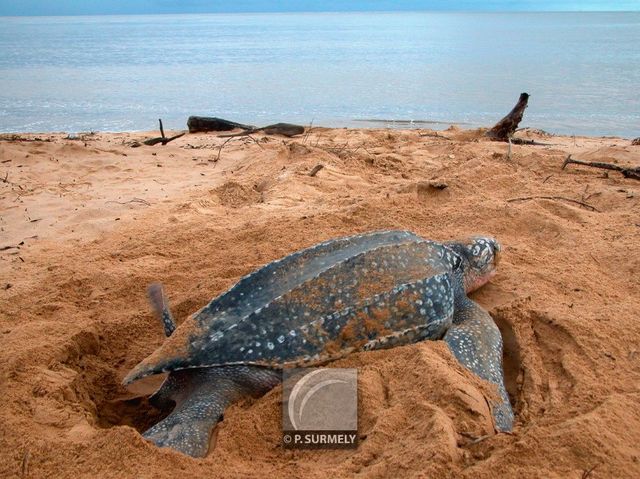 Tortue luth
Ponte sur la plage d'Awala-Yalimapo
Mots-clés: Faune;reptile;tortue;luth;Guyane