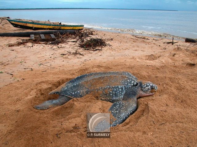 Tortue luth
Ponte sur la plage d'Awala-Yalimapo
Mots-clés: Faune;reptile;tortue;luth;Guyane