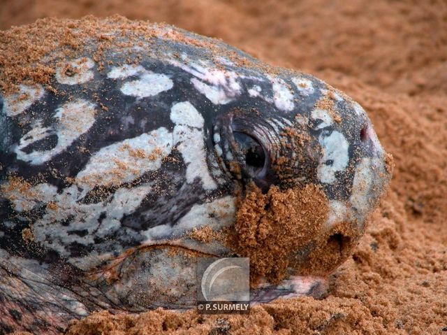 Tortue luth
Ponte sur la plage d'Awala-Yalimapo
Mots-clés: Faune;reptile;tortue;luth;Guyane