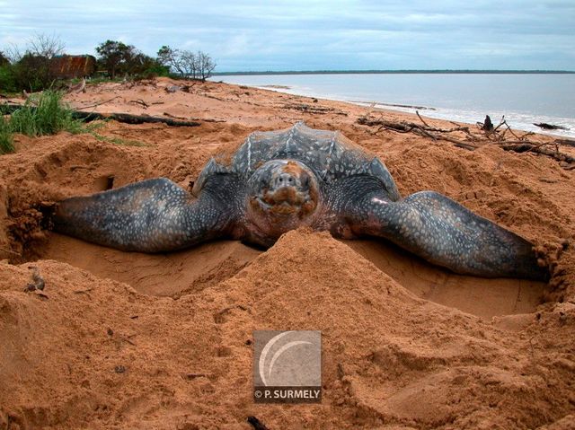 Tortue luth
Ponte sur la plage d'Awala-Yalimapo
Mots-clés: Faune;reptile;tortue;luth;Guyane