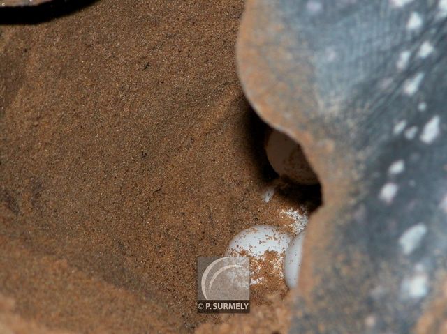 Tortue luth
Ponte sur la plage d'Awala-Yalimapo
Mots-clés: Faune;reptile;tortue;luth;Guyane