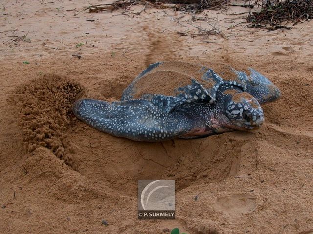 Tortue luth
Ponte sur la plage d'Awala-Yalimapo
Mots-clés: Faune;reptile;tortue;luth;Guyane