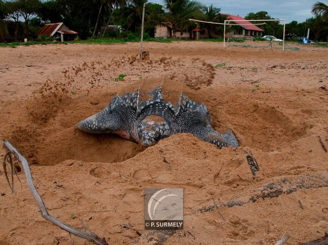 Tortue luth
Ponte sur la plage d'Awala-Yalimapo
Mots-clés: Faune;reptile;tortue;luth;Guyane