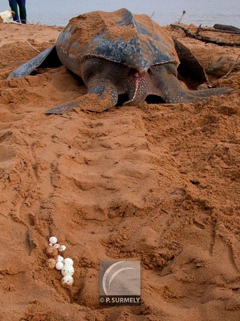 Tortue luth
Ponte sur la plage d'Awala-Yalimapo
Mots-clés: Faune;reptile;tortue;luth;Guyane