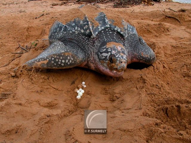 Tortue luth
Ponte sur la plage d'Awala-Yalimapo
Mots-clés: Faune;reptile;tortue;luth;Guyane