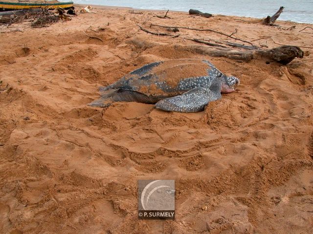 Tortue luth
Ponte sur la plage d'Awala-Yalimapo
Mots-clés: Faune;reptile;tortue;luth;Guyane