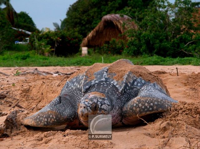 Tortue luth
Ponte sur la plage d'Awala-Yalimapo
Mots-clés: Faune;reptile;tortue;luth;Guyane