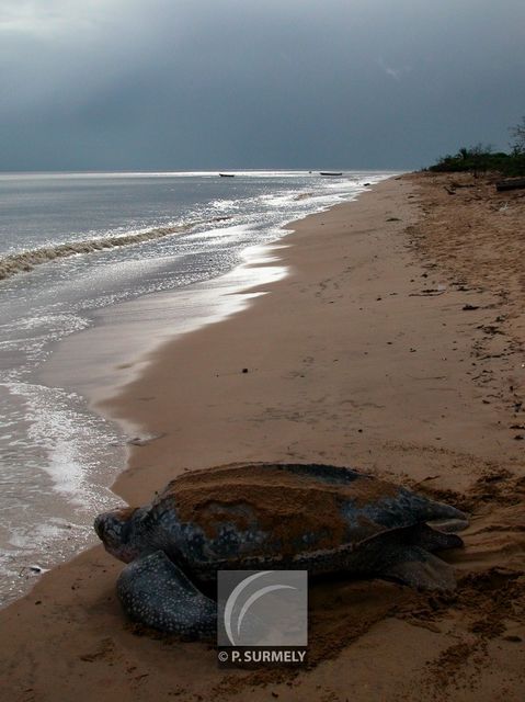 Tortue luth
Ponte sur la plage d'Awala-Yalimapo
Mots-clés: Faune;reptile;tortue;luth;Guyane