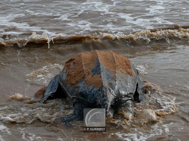 Tortue luth
Ponte sur la plage d'Awala-Yalimapo
Mots-clés: Faune;reptile;tortue;luth;Guyane