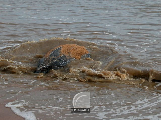 Tortue luth
Ponte sur la plage d'Awala-Yalimapo
Mots-clés: Faune;reptile;tortue;luth;Guyane