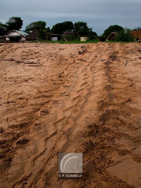 Trace de tortue luth
Ponte sur la plage d'Awala-Yalimapo
Mots-clés: Faune;reptile;tortue;luth;Guyane
