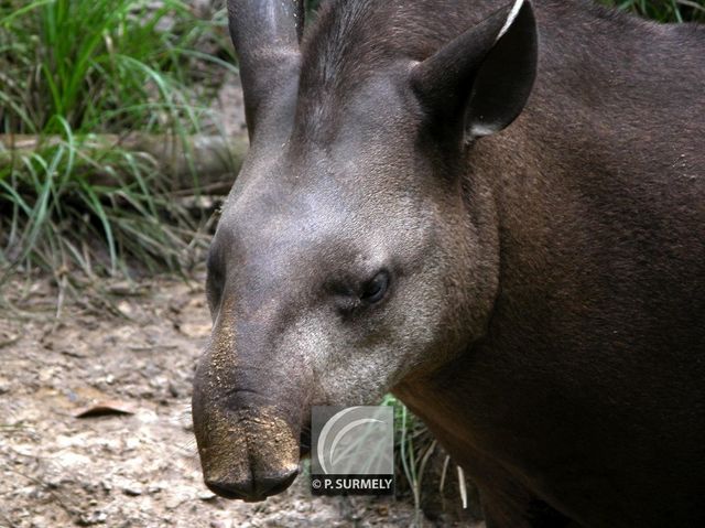 Mapouri ou tapir
Mots-clés: faune;