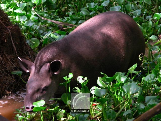 Mapouri ou tapir
Mots-clés: faune;