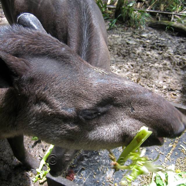 Mapouri ou tapir
Mots-clés: faune;
